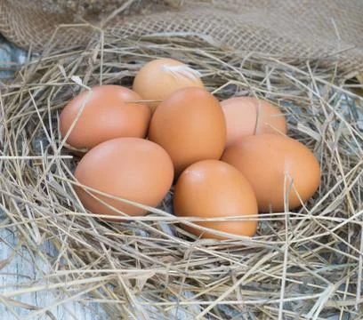 Brown eggs in hay nest Stock Photos