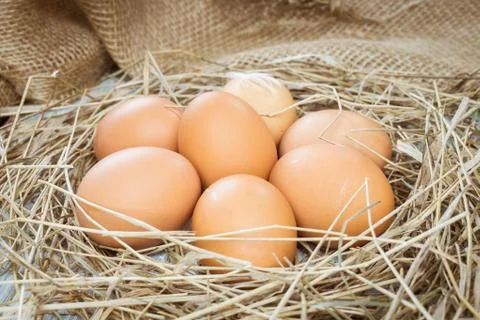 Brown eggs in hay Stock Photos