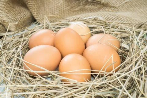 Brown eggs in hay Stock Photos