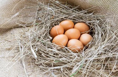 Brown eggs in hay Stock Photos