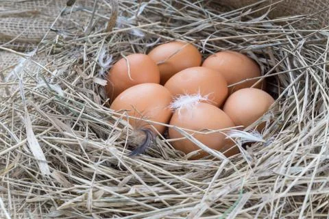 Brown eggs in hay Stock Photos