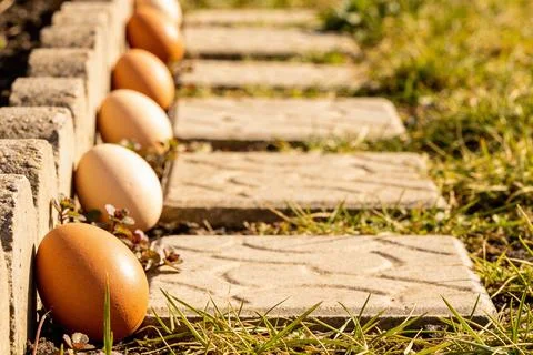 Brown eggs lined up on a garden path with grass and stone border Stock Photos
