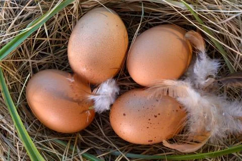 Brown eggs in the nest Stock Photos