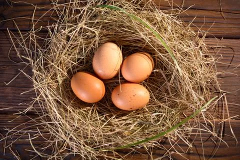 Brown eggs in the nest Stock Photos