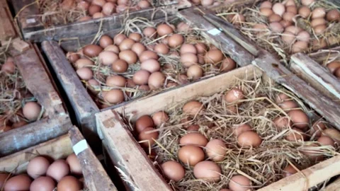 Brown eggs nestled in straw-filled wooden crates Stock Footage 345136907