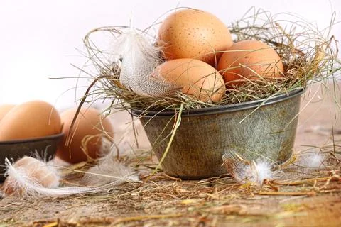 Brown eggs in old tin plate with feathers Stock Photos