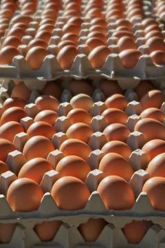 Brown eggs Stock Photos