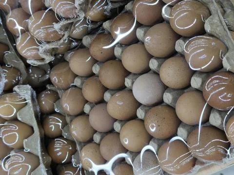 Brown eggs in plastic packaging. Stock Photos