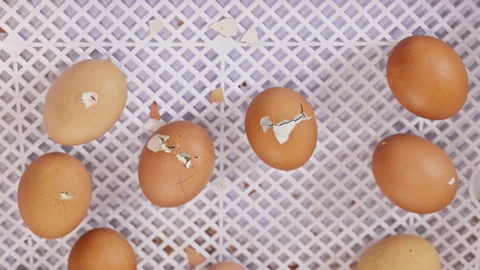Brown eggs sit on tray with some eggshells showing signs of cracking Stock Footage 336089764