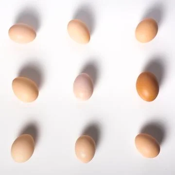 Brown eggs on a white background lined in row Stock Photos