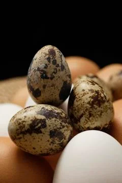 Brown eggs, white eggs, quail eggs Stock Photos