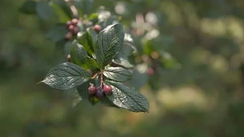 Brown elderberry on a bush in the forest Stock Footage 129085519