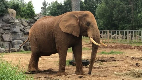 Brown Elephant Video stock 156977130