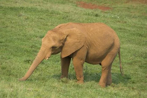 Brown elephant walking on a green field Stock Photos