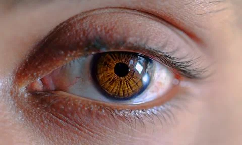 Brown eye close up on background. Stock Photos