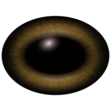 Brown eye isolated on white. Deep colors Stock Illustration