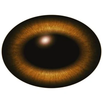 Brown eye isolated on white. Deep colors Stock Illustration