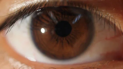 Brown eye looking at camera macro lens Stock Footage 37145189