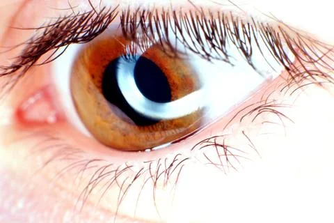 Brown eye in macro Stock Photos