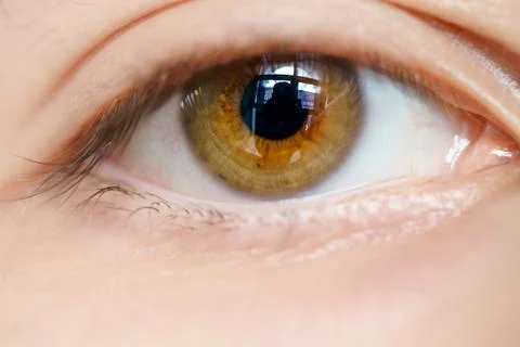 Brown eye macro Stock Photos