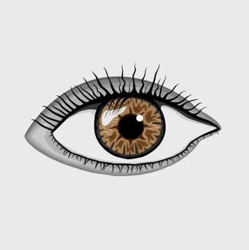 Brown eyes Stock Illustration