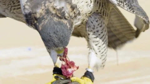 Brown Falcon is Eating Stock Footage 121213370