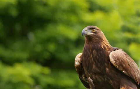 Brown falcon Stock Photos