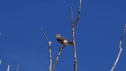 A Brown Falcon Resting in a Tree. Stock Footage 242127792