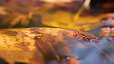 Brown Fall leaves floating in water Stock Footage 142968542