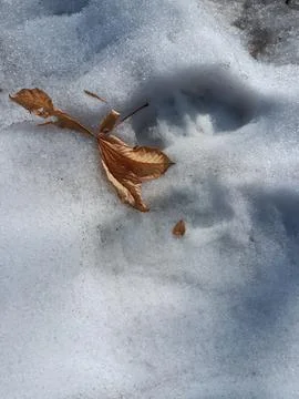 Brown fallen leaf on white snow Fotos Stock