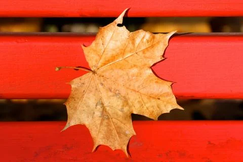 Brown Fallen Maple Leaf on Red Bench Foto stock