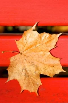Brown Fallen Maple Leaf on Red Bench Stock Photos