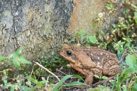 Brown fat cane toad frog Stock Photos