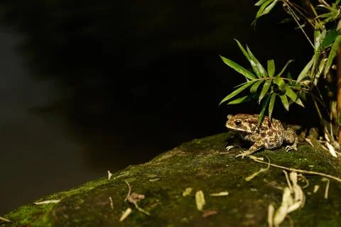 Brown fat frog sitting at the corner of a lake on a rock with green moss. Stock Photos