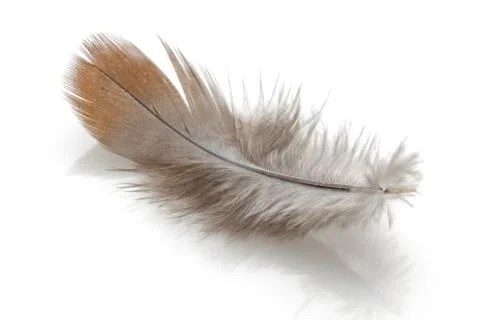 Brown feather on white background Stock Photos