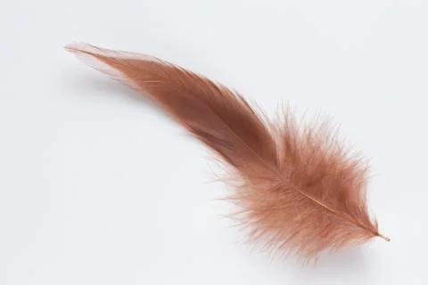Brown feather on white background Stock Photos