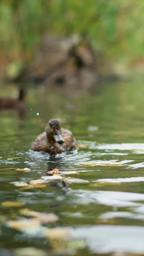 Brown Feathered Duck Swimming Through Greenish Water With Floating Leaves And Stock Footage 345544647