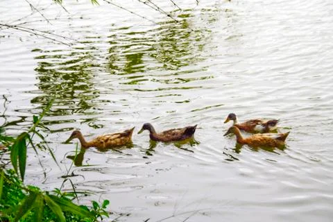 Brown Feathered Ducks Stock Photos