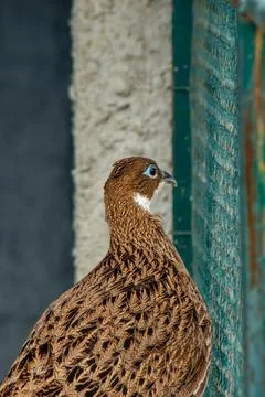 Brown-feathered pheasant with a focused expression standing next to a wire .. Stock Photos