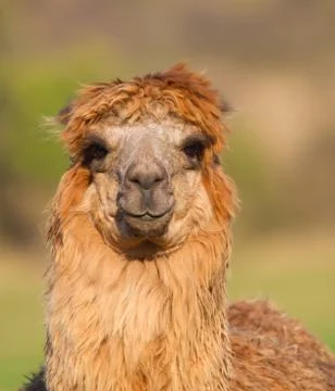 Brown female Alpaca Stock Photos