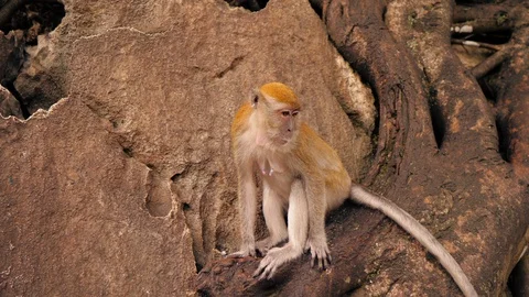 Brown female monkey sitting on a tree Stock Footage 130064416