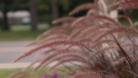 Brown Fern by a street and sign Stock Footage