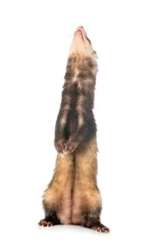Brown ferret in studio Stock Photos