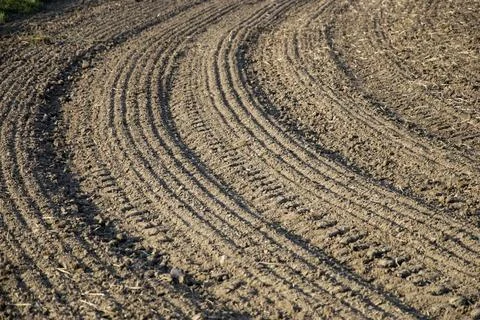 Brown field with parallel pattern 스톡 사진
