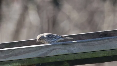 Brown finch1 Video stock 86670636