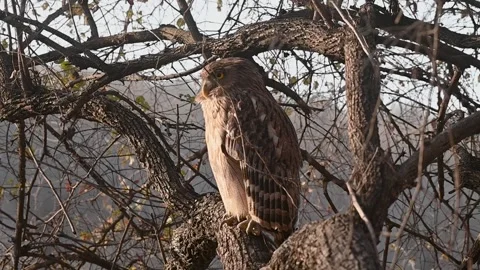 Brown fish owl in beautiful dusk light in Ranthambore national park Stock Footage 334555576