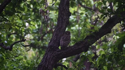 Brown fish owl cradled between two branches in Kanha national park Stock Footage 275349814