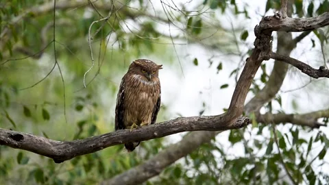 Brown fish owl Vídeo Stock 330888821