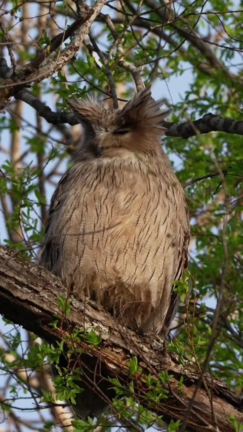 Brown fish owl perched on a tree branch in the wild 库存影片 335049461