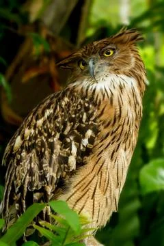 Brown fish owl Stock Photos